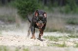 ROTTWEILER 289